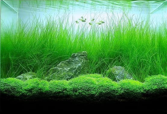 Eleocharis vivipara PONIKŁO ŻYWORODNE KOSZYK XXL